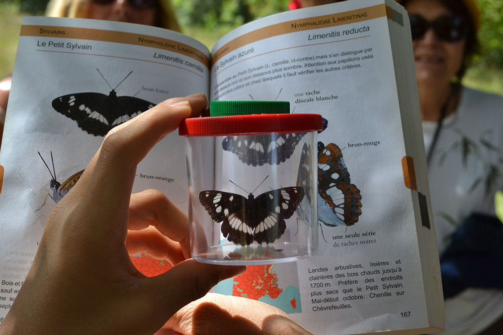 Animations insectes opie